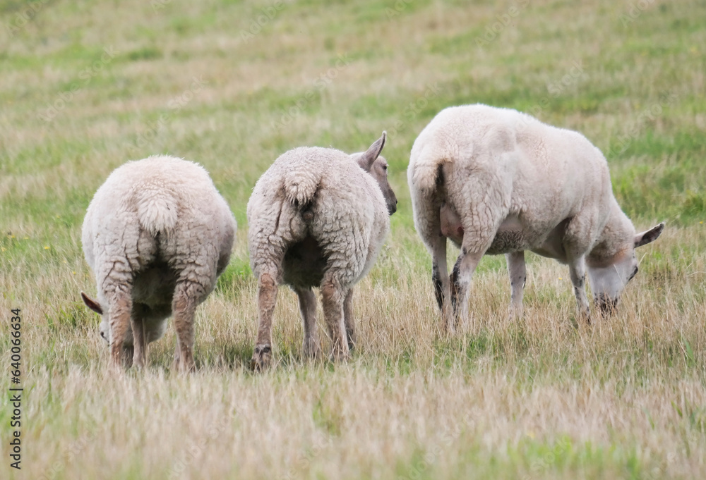 Beautiful Low Angle View of British Lamb and Sheep Farms at Upper