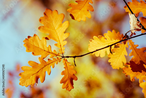 Concept of leaf fall  yellow bright oak leaves on background of autumn forest
