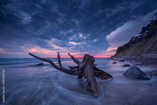 Baltic seashore with beautiful tree trunk near the cliffs. Lithuania. © lukjonis