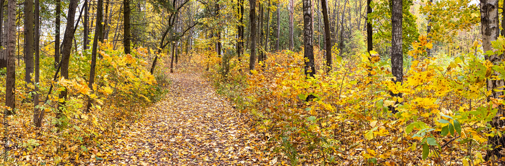 road covered with fallen dry leaves in autumn forest among trees with golden foliage