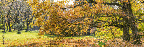 old oak tree with dry orange leaves. panoramic autumnal park scenery.