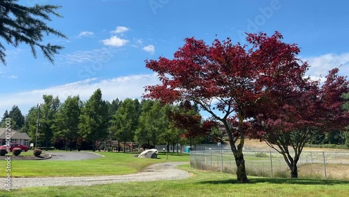 beautiful quiet summer park blue sky green grass wind in tree foliage