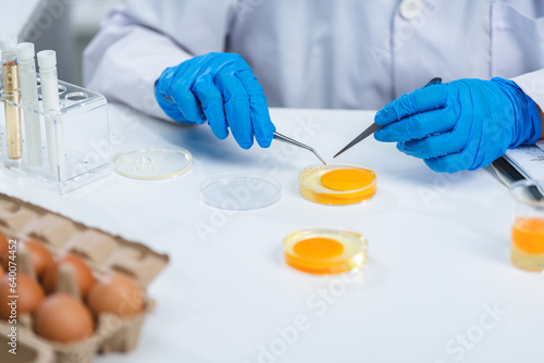 laboratory of chicken egg i...