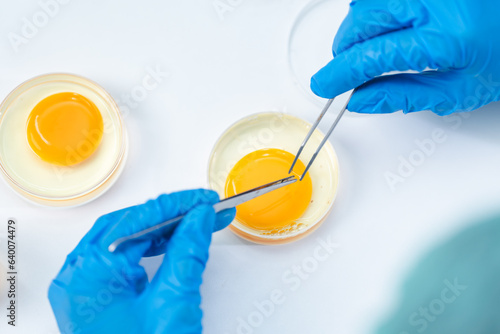 laboratory of chicken egg i...