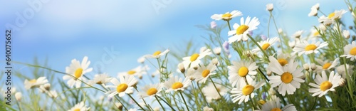 Flowers in a field of chamomile and blue wild peas against a blue sky with clouds in the morning. Nature landscape  macro shot.