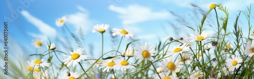 Flowers in a field of chamomile and blue wild peas against a blue sky with clouds in the morning. Nature landscape, macro shot.