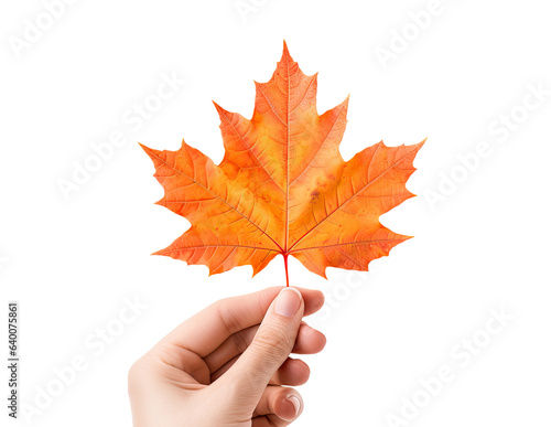 Female hand holding autumn maple leaf cut out