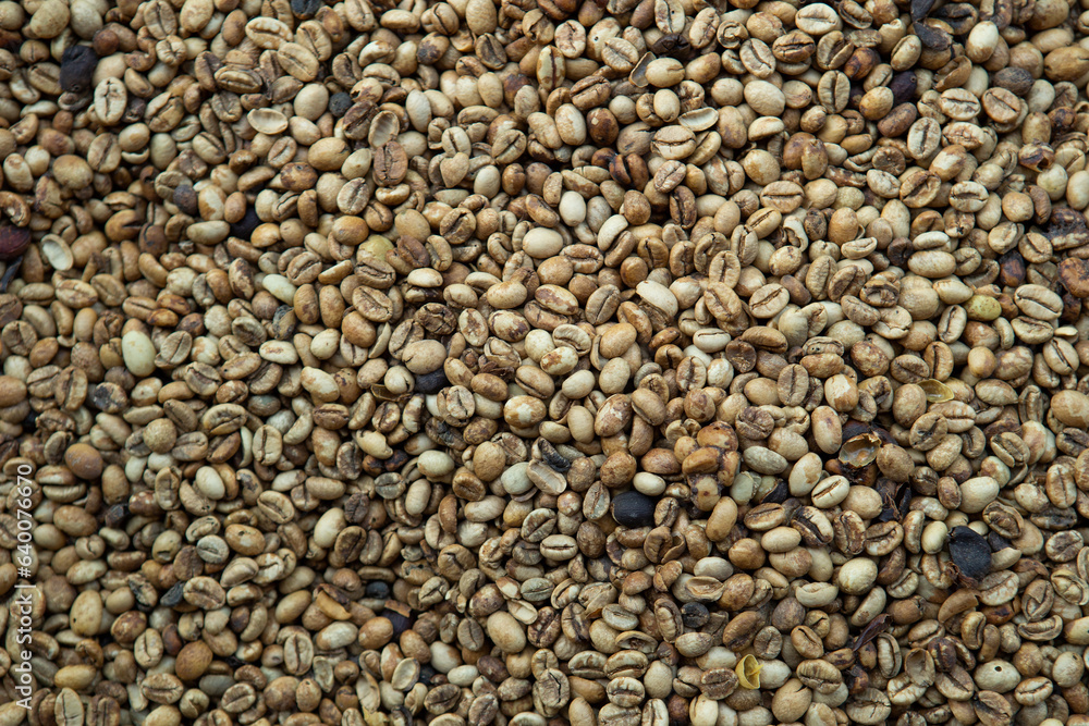 Fototapeta premium Kopi luwak or civet coffee, Coffee beans excreted by the civet 