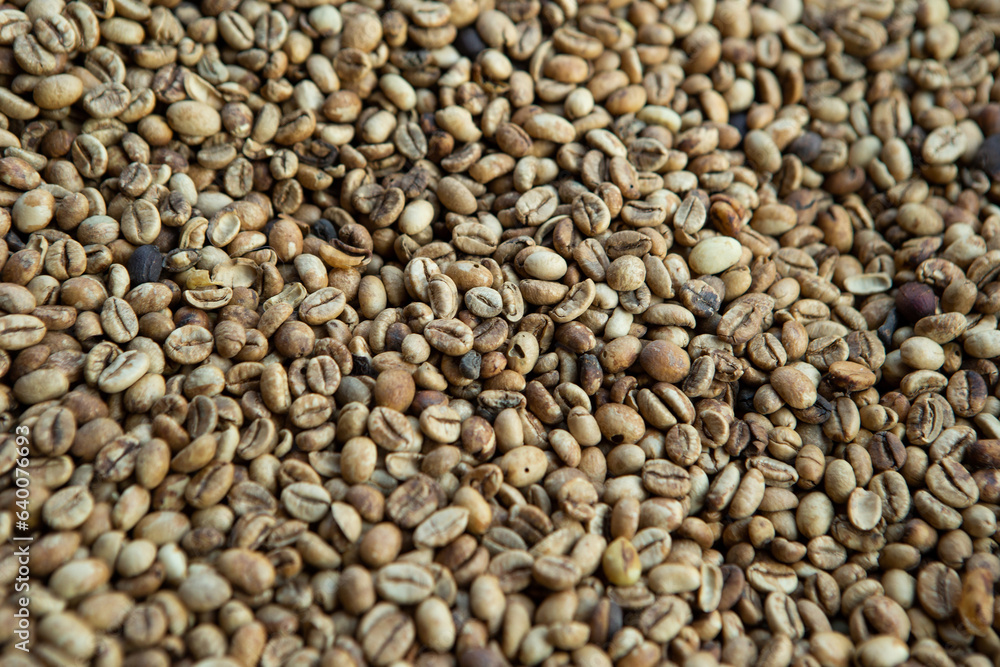 Kopi luwak or civet coffee, Coffee beans excreted by the civet Kopi luwak or civet coffee, Coffee beans excreted by the civet