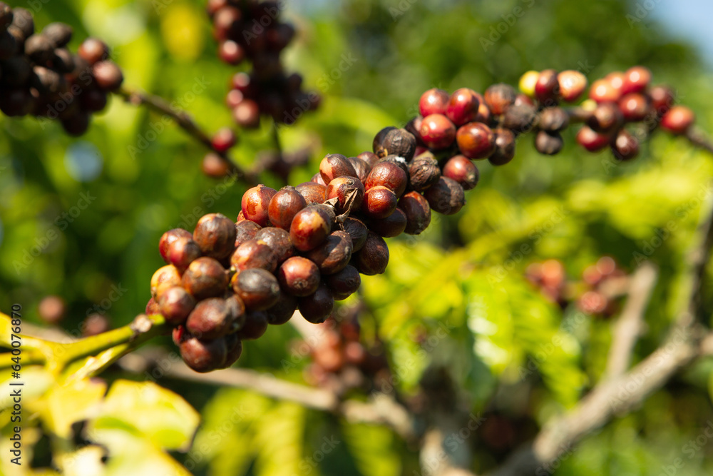 coffee beans on the tree ready to be harvested coffee beans on the tree ready to be harvested