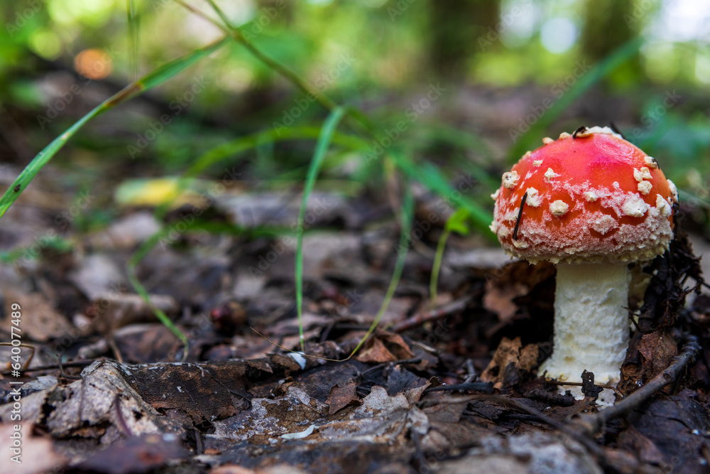 Close-up picture of a Amanita poisonous mushroom in nature Close-up picture of a Amanita poisonous mushroom in nature