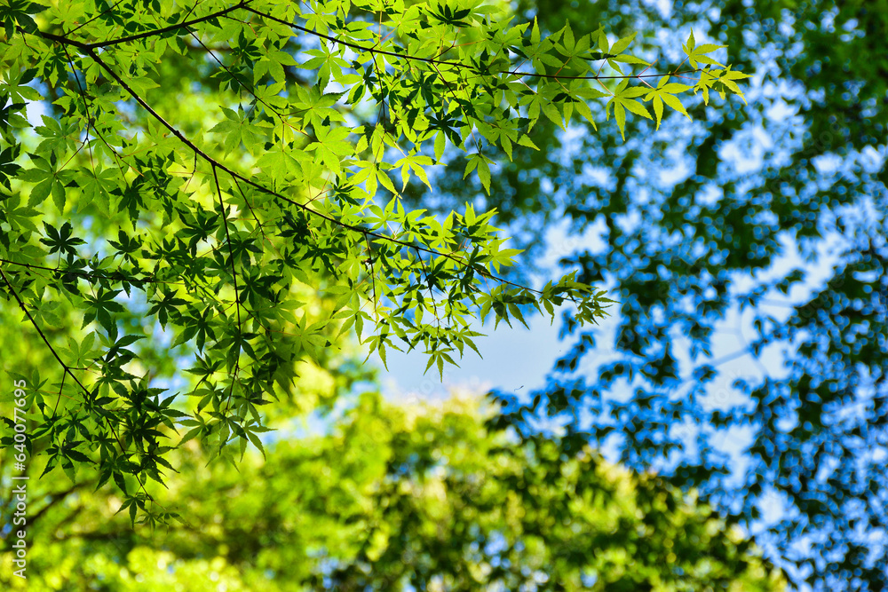 鎌倉(日本) 美しい青もみじ(青モミジ) コピースペースあり 背景素材 Kamakura(Japan)Beautiful green maple with copy space background material 鎌倉(日本) 美しい青もみじ(青モミジ) コピースペースあり 背景素材 Kamakura(Japan)Beautiful green maple with copy space background material