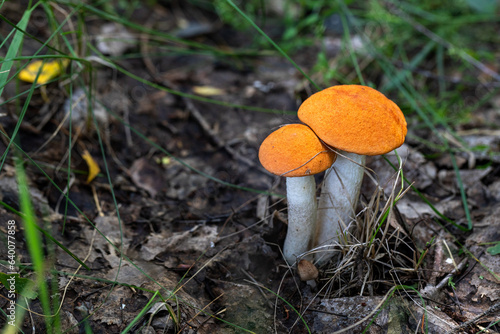 Mushrooms cut in the woods. Mushroom boletus edilus. Popular white Boletus mushrooms in forest.