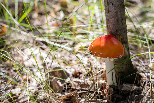 Mushrooms cut in the woods. Mushroom boletus edilus. Popular white Boletus mushrooms in forest.