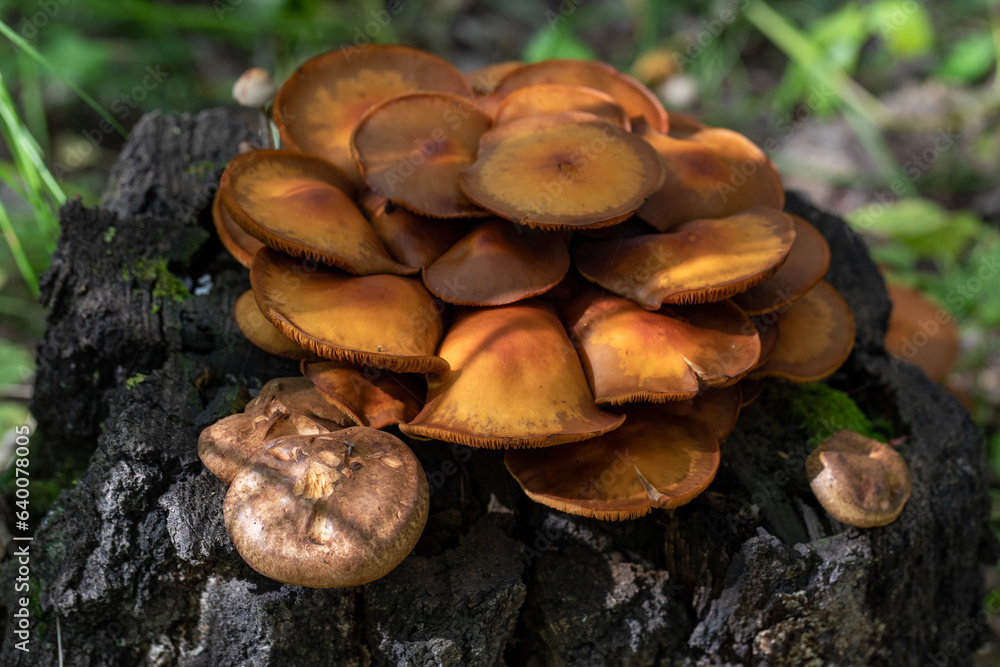 Honey mushrooms on the stump. mushrooms in autumn. stump with mushrooms. mushrooms after rain in the forest. tree stump in the forest. wild forest. toadstools on a tree stump Honey mushrooms on the stump. mushrooms in autumn. stump with mushrooms. mushrooms after rain in the forest. tree stump in the forest. wild forest. toadstools on a tree stump