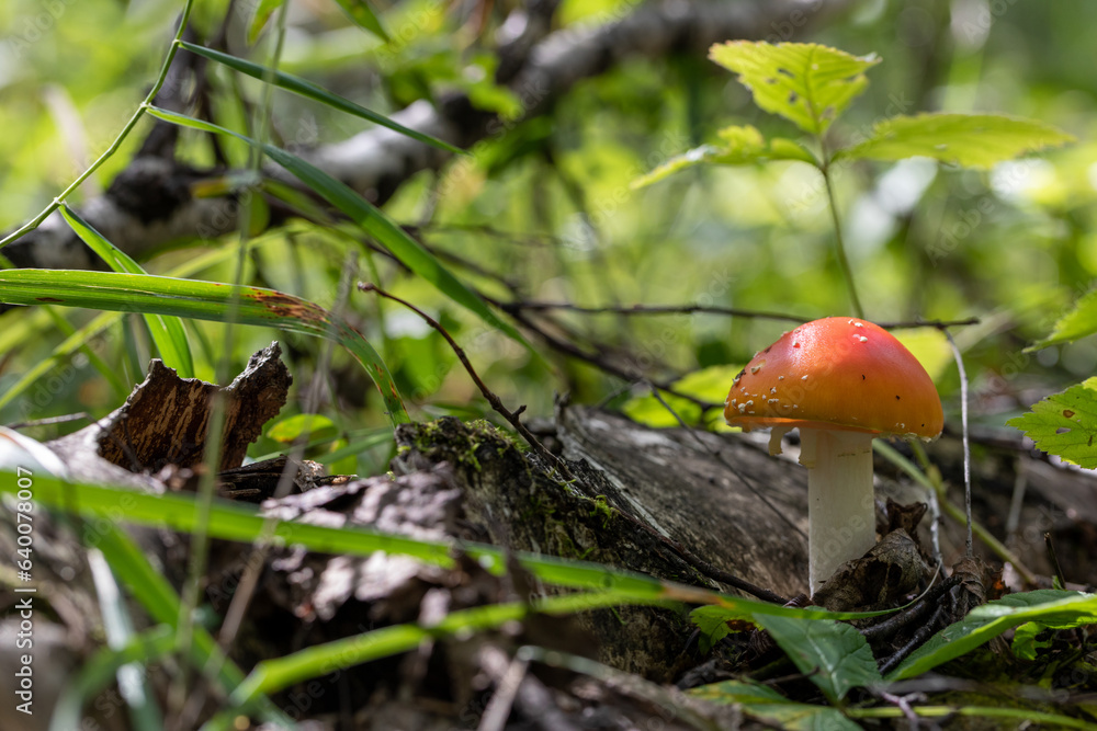 Close-up picture of a Amanita poisonous mushroom in nature Close-up picture of a Amanita poisonous mushroom in nature