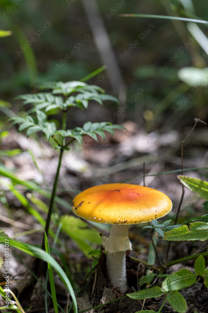 Close-up picture of a Amanita poisonous mushroom in nature Close-up picture of a Amanita poisonous mushroom in nature