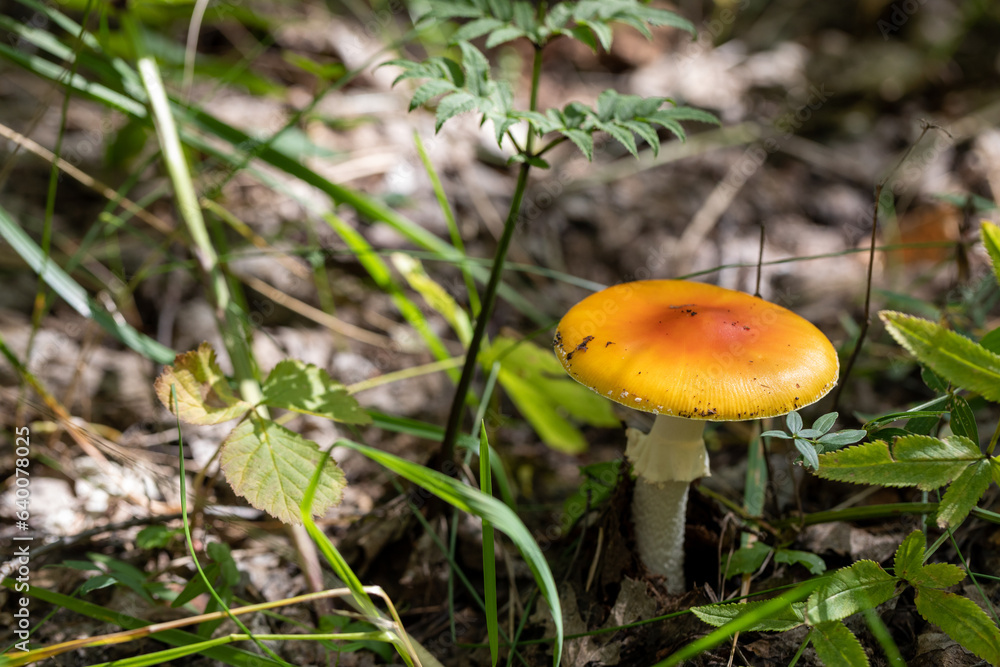 Close-up picture of a Amanita poisonous mushroom in nature Close-up picture of a Amanita poisonous mushroom in nature