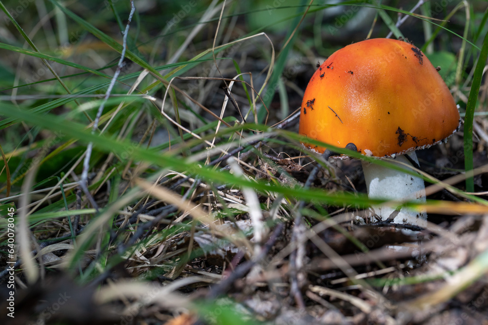 Close-up picture of a Amanita poisonous mushroom in nature Close-up picture of a Amanita poisonous mushroom in nature