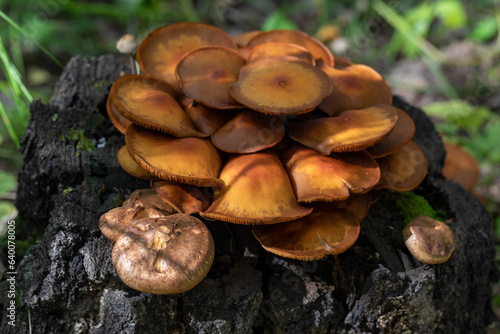 Honey mushrooms on the stump. mushrooms in autumn. stump with mushrooms. mushrooms after rain in the forest. tree stump in the forest. wild forest. toadstools on a tree stump