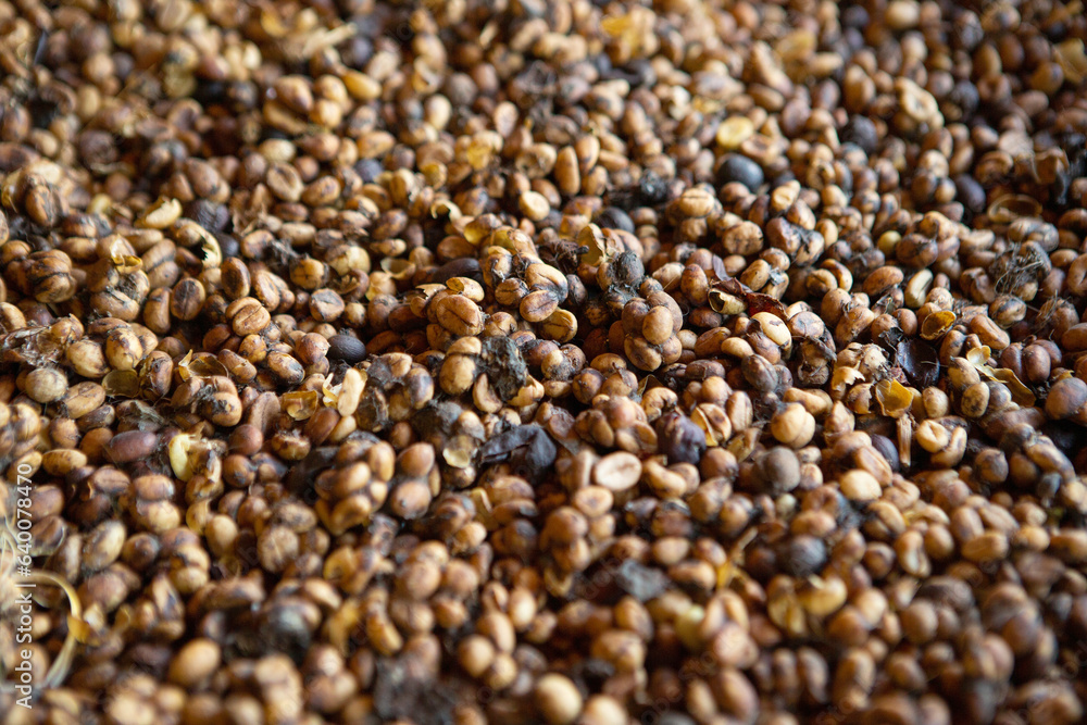 Kopi luwak or civet coffee, Coffee beans excreted by the civet Kopi luwak or civet coffee, Coffee beans excreted by the civet
