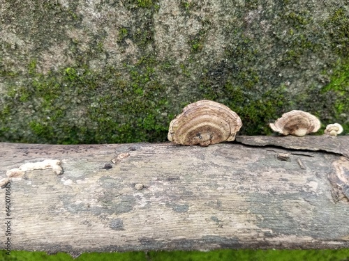 Stereum subtomentosum is an inedible small to medium bracket fungus. Tough but flexible.  photo