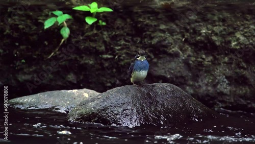 a critically endangered male javan blue-banded kingfisher alcedo euryzona waiting for fish on a rock over small river stream photo