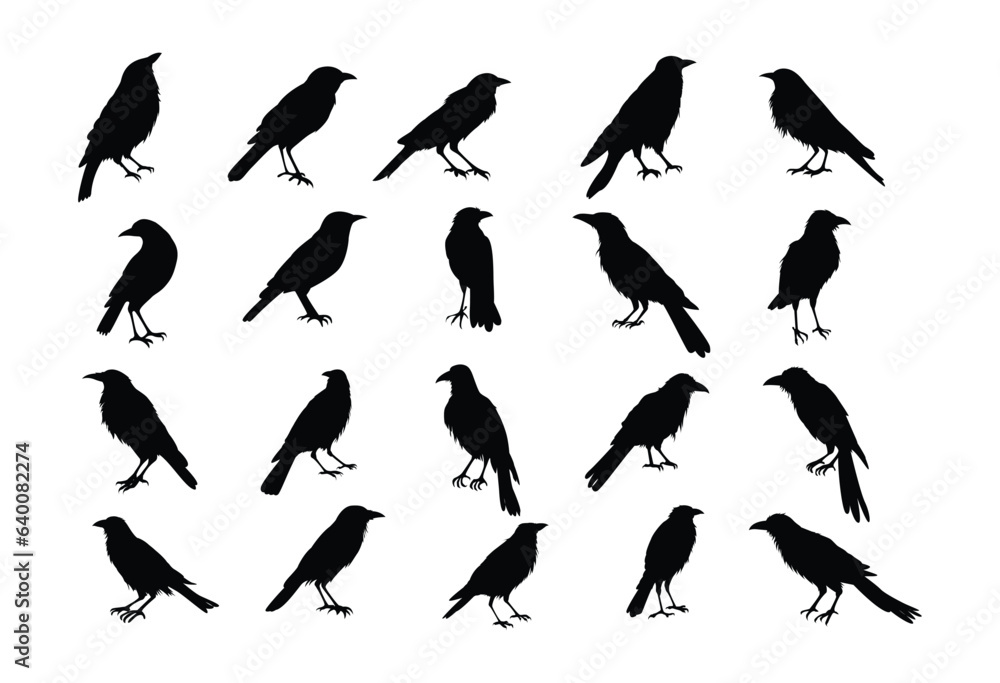 Obraz premium Raven Standing Silhouette Vector Set