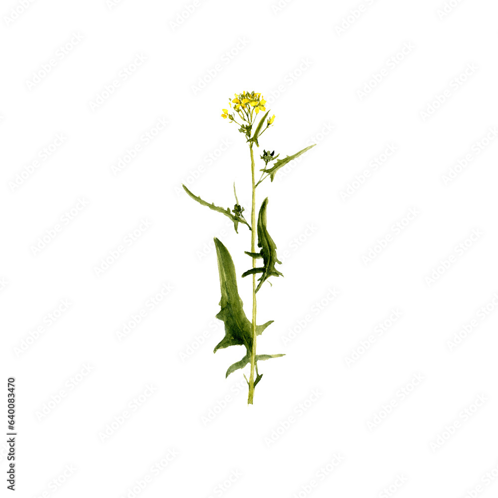Fototapeta premium watercolor drawing plant of tumbleweed mustard with leaves and flowers, false London-rocket, Sisymbrium loeselii isolated at white background, natural element, hand drawn botanical illustration