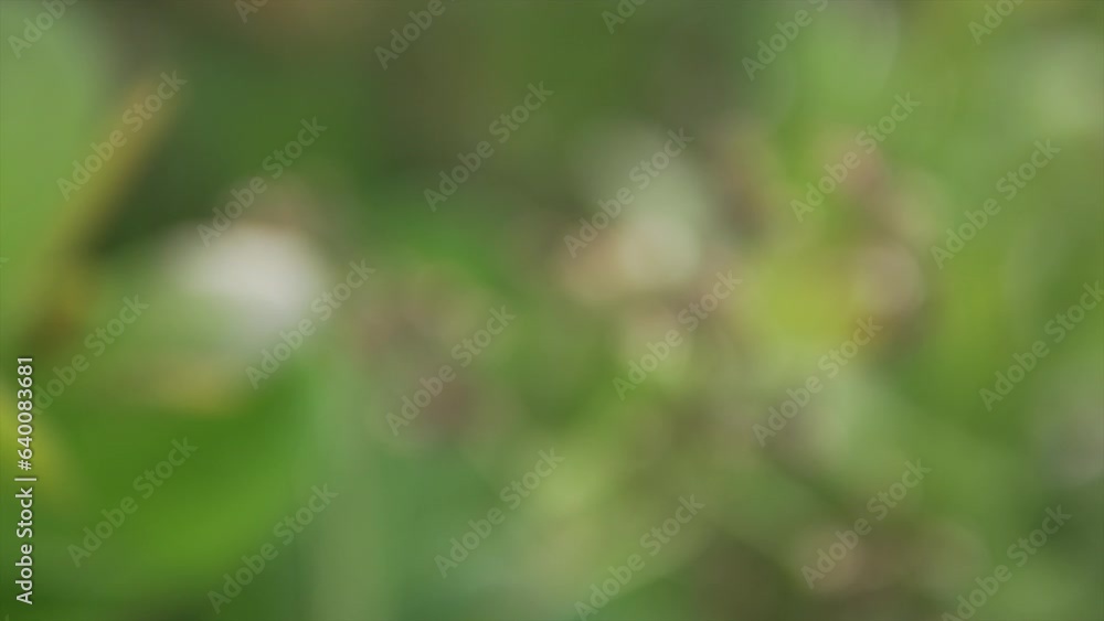 spiraling shot going out of focus of a withered dead plant in the Indian rainforest spiraling shot going out of focus of a withered dead plant in the Indian rainforest