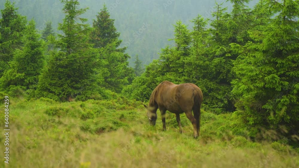 brown horse eating grass on the mountains by himself in the middle of nowhere scenery hill in the background far away vivid colours sense of belonging cinematic feel brown horse eating grass on the mountains by himself in the middle of nowhere scenery hill in the background far away vivid colours sense of belonging cinematic feel