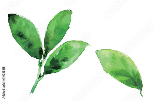 お茶の葉　水彩画　ベクターイラスト