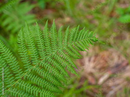 Fresh green fern leaves in the forest. Close up of fern fronds, common polypody. Botanical lush foliage texture background for eco design with space for text. Selective focus.