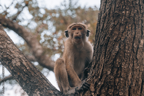 Wild toque macaque monkey during the morning in Sigiriya, National Park  photo