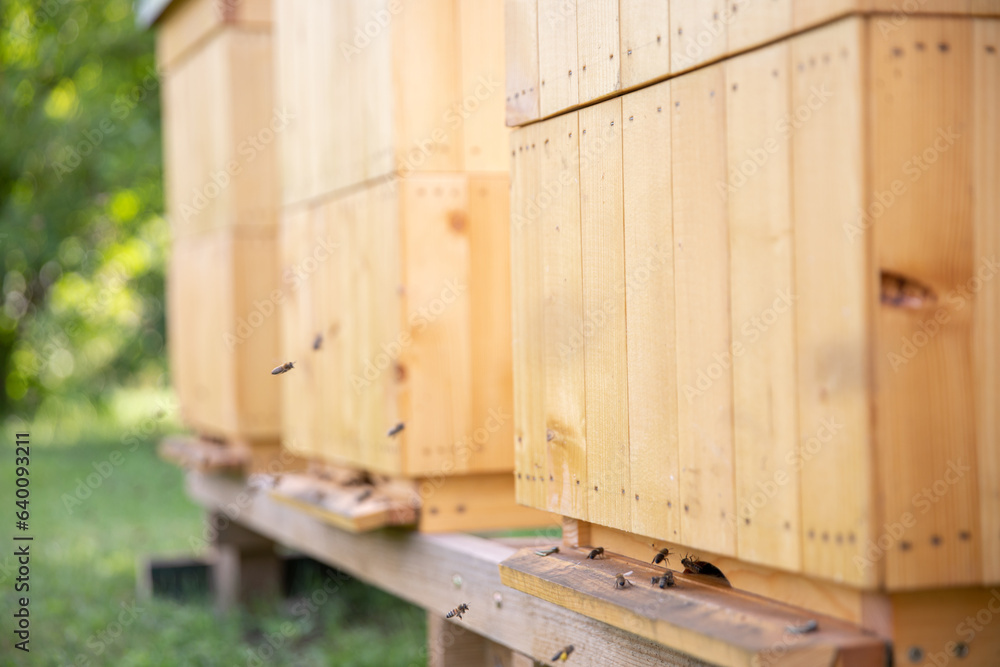 A view of the front of several hives and flying bees at the outlet. A view of the front of several hives and flying bees at the outlet.