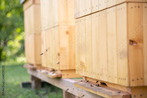 A view of the front of several hives and flying bees at the outlet.