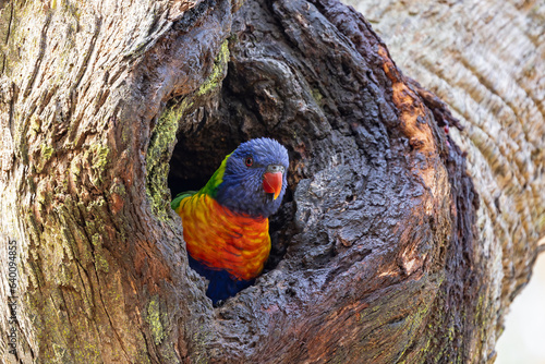 Australian Rainbow Lorikeet at nest entrance in large gum tree
