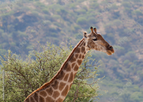 Portrait of a cute Giraffe with a tree and mountain in the background  Okapuka Safari Lodge near Namibia   s capital Windhoek  Namibia