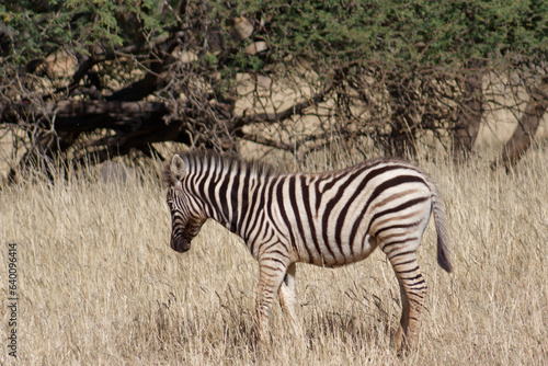 Profile view of a cute young Zebra standing in the grass in Okapuka Safari Lodge near Namibia   s capital Windhoek  Namibia