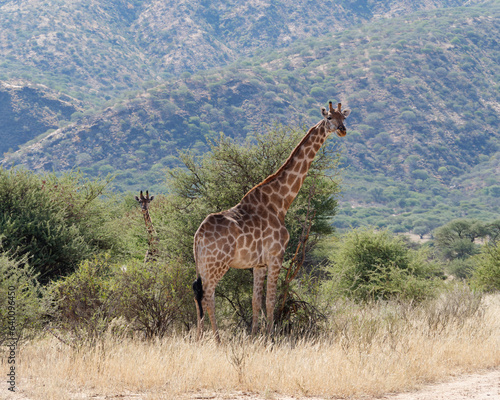 Giraffe standing in the grass among trees with mountains in the background, Okapuka Safari Lodge near Namibia’s capital Windhoek, Namibia