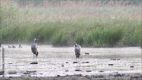 Two common crane (Grus grus) grooming their feathers, Meerbruchwiesen, Steinhuder Meer, Lower Saxony