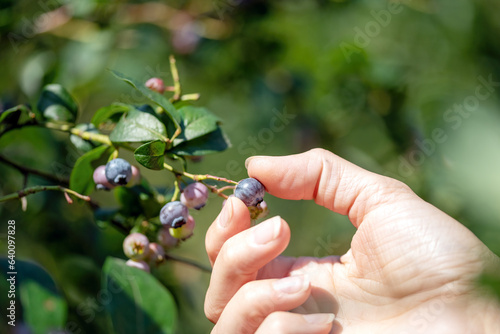 Female hand picking blueberries on a blueberry bush in the garden