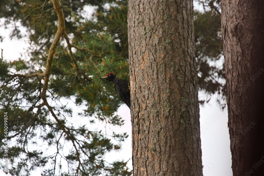 Fototapeta premium Black woodpecker on a black pine tree in the austrian mountains with overcast sky