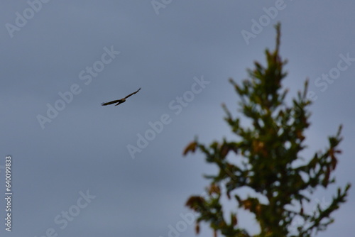 Common buzzard (Buteo buteo) flying above pine forest in the European mountains