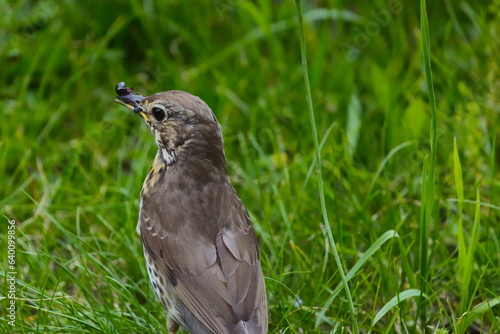 A Song Thrush (Turdus philomelos) eating a large ant on a field in the European alps
