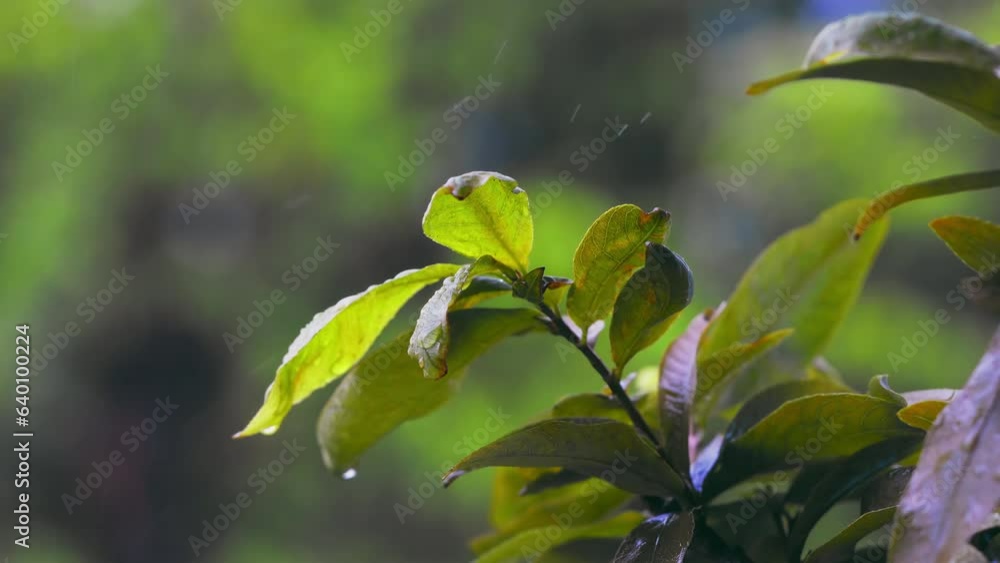 Close-up drizzle rain on green apricot leaves, blurred bokeh of green tree in the garden Close-up drizzle rain on green apricot leaves, blurred bokeh of green tree in the garden