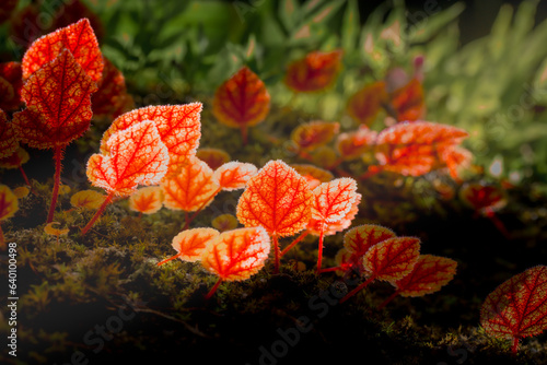Begonia arenosaxa ined. (Begoniaceae)Rain forest plants,mini pond,bowl Thailand at Phu Hin Rong Kla national park ,Thailand photo