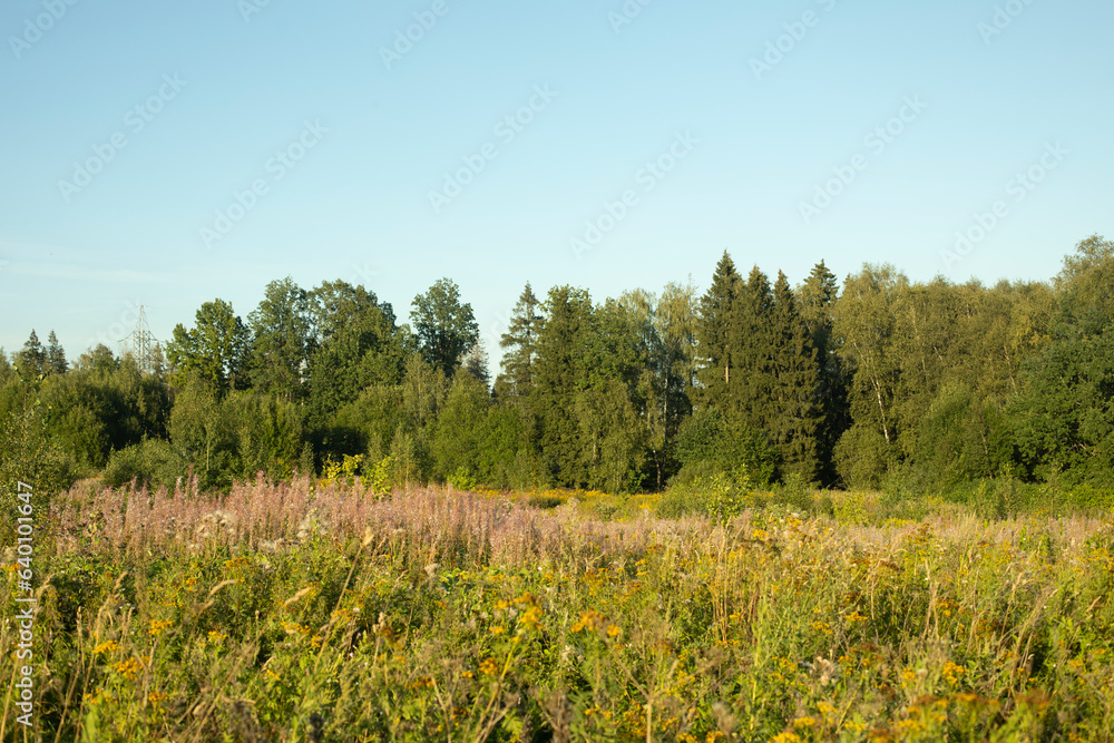 Forest and field in summer. Summer landscape outside city. Green forest and blue sky.
