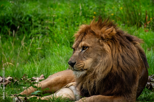 lion in the grass