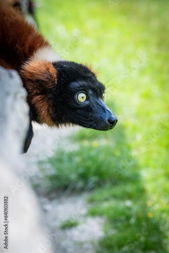 portrait of a lemur